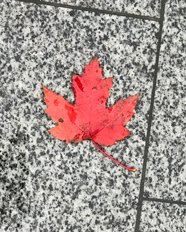 Foglie rosse d'acero, simbolo del Canada, ovunque