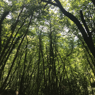 SHINRIN YOKU: il bagno di foresta
