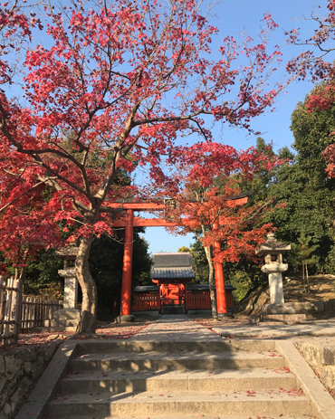 Momijigari (caccia alle foglie rosse d'acero) ad Arashiyama