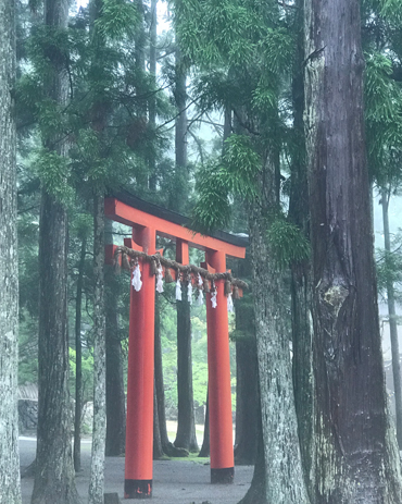 Torii nel bosco del Kōyasan